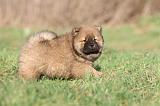 CHOW CHOW 299
